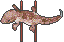 土龙
